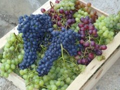 Уральский виноград