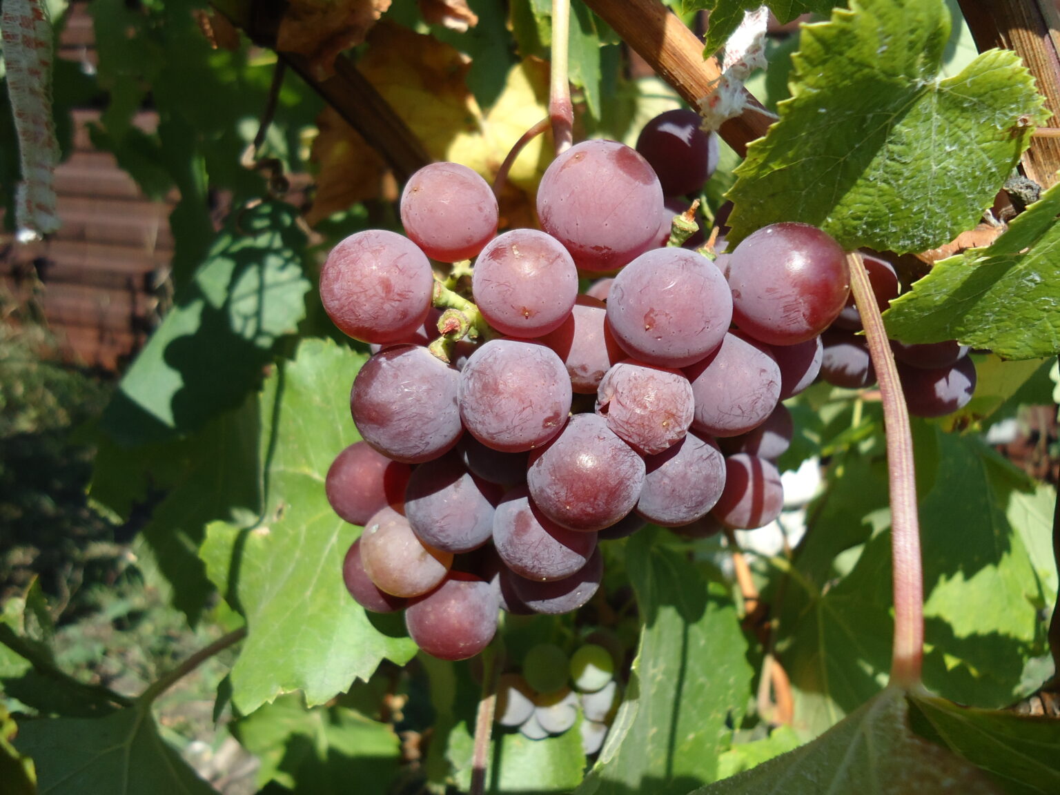 Сорта винограда Гуно